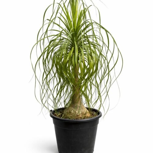 ponytail palm 100–120 cm