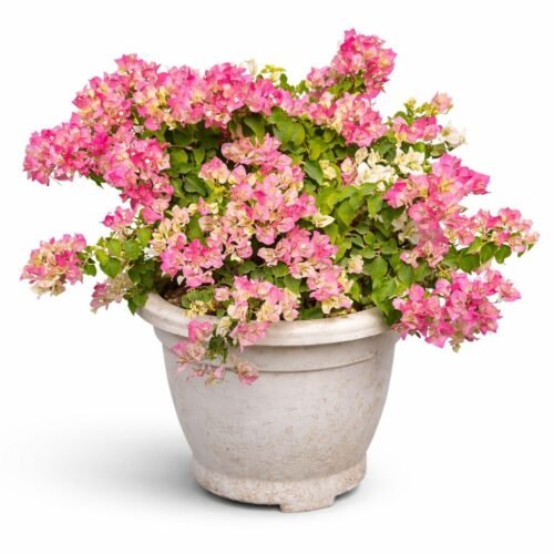 premium bougainvillea flowering plant