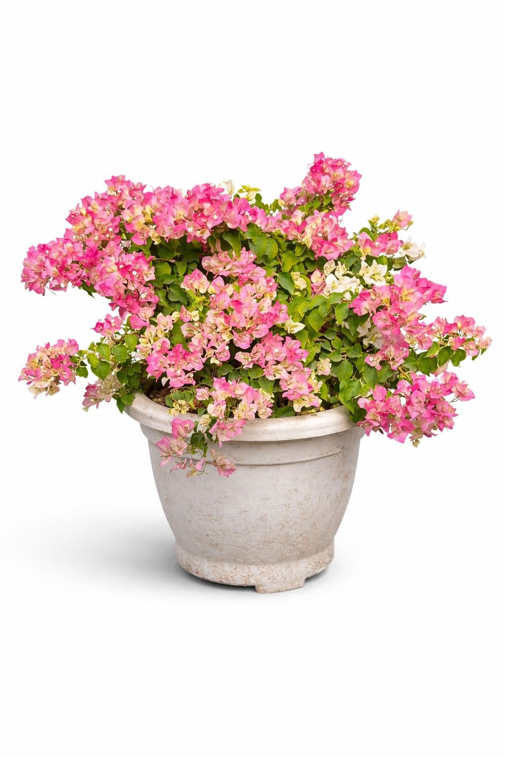 premium bougainvillea flowering plant premium bougainvillea flowering plant