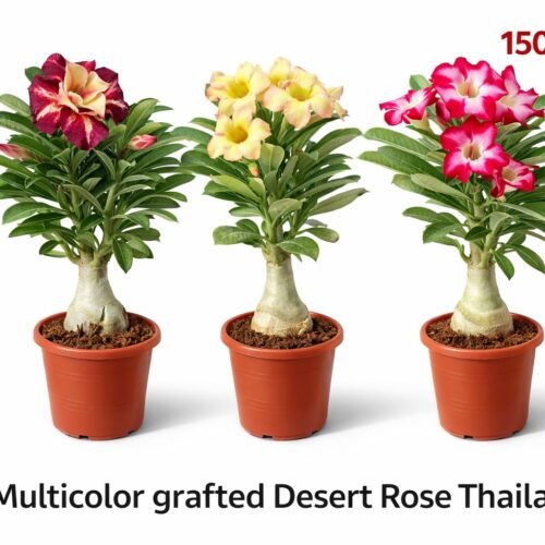 premium multicolor grafted desert rose thailand
