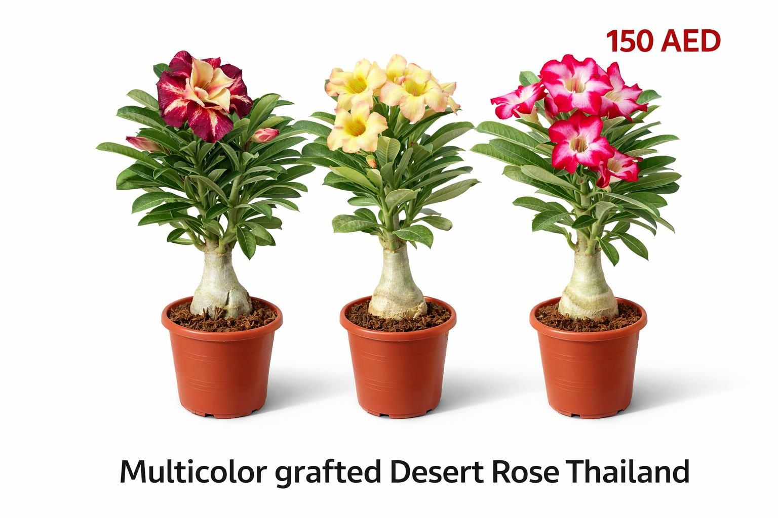 premium multicolor grafted desert rose thailand premium multicolor grafted desert rose thailand