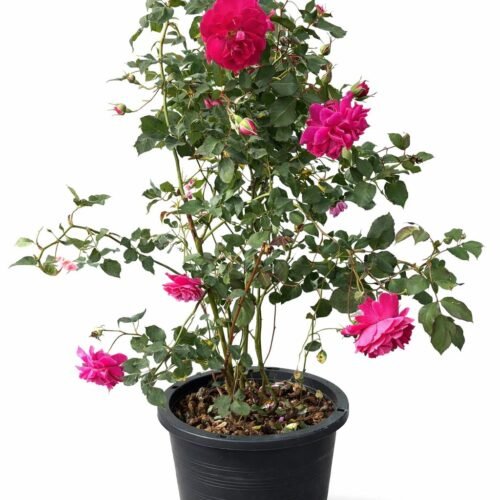 premium outdoor pink rose plant