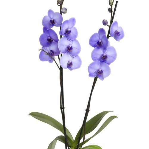 premium phalaenopsis orchid plant