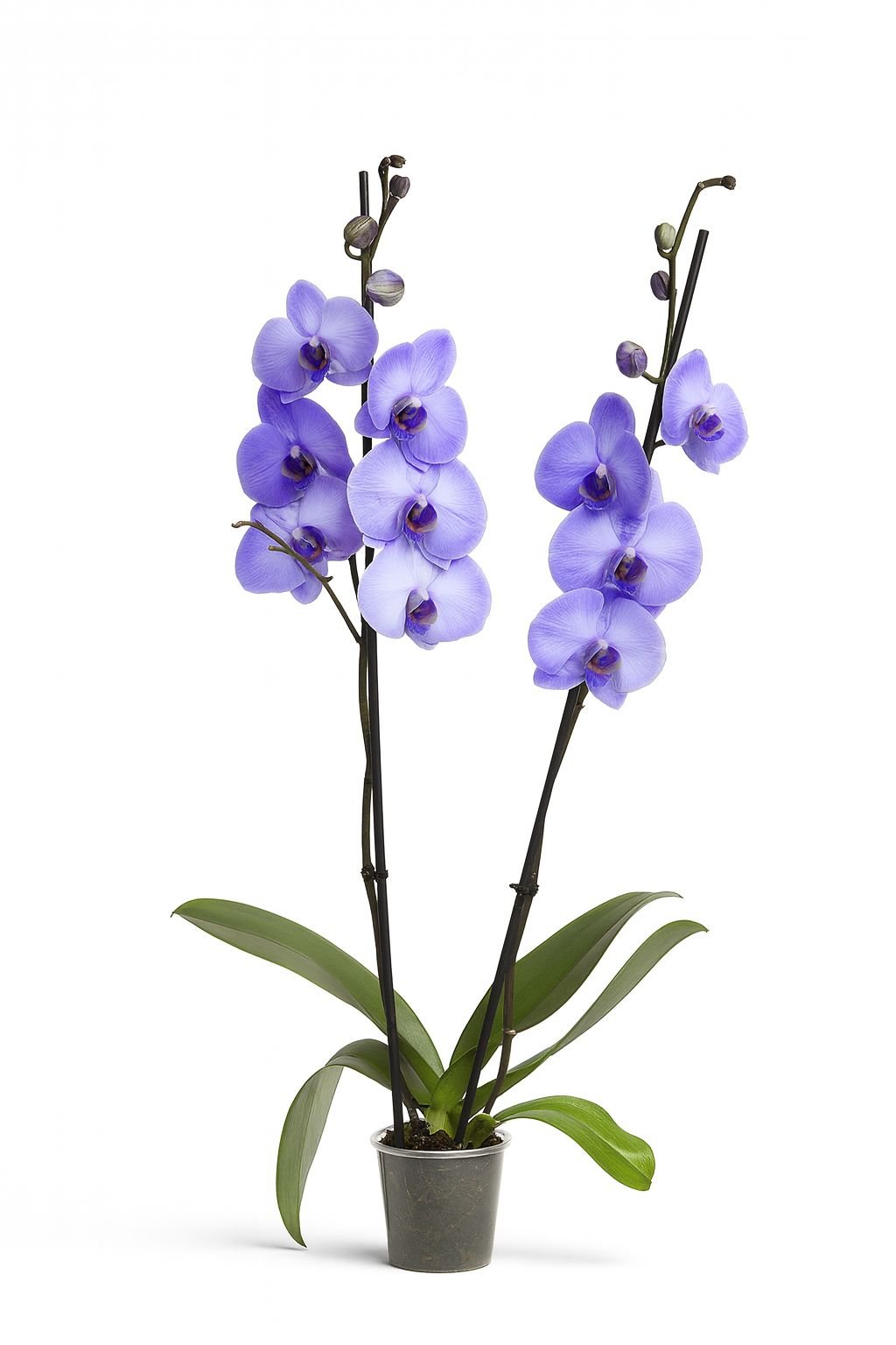 premium phalaenopsis orchid plant premium phalaenopsis orchid plant