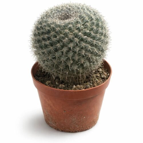 premium round cactus plant 15–20cm