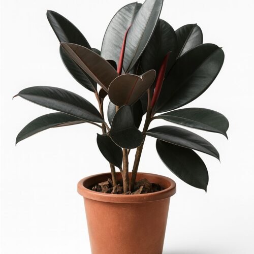 premium rubber plant