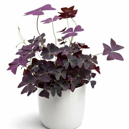 purple shamrock plant (oxalis triangularis) 30–40 cm