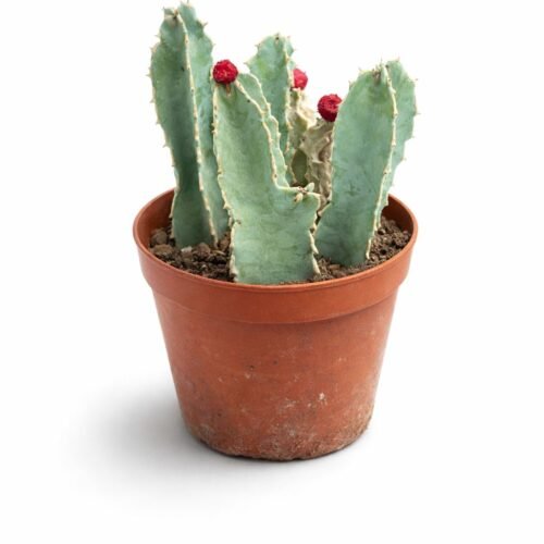 rare blue cactus plant 15–20cm