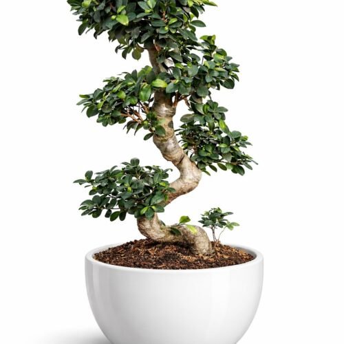 holland silver rex begonia plant – premium indoor decorative foliage plant (copy)