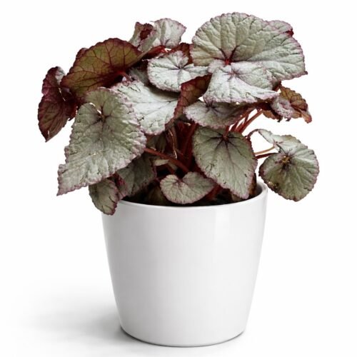 silver rex begonia indoor plant 30–40cm
