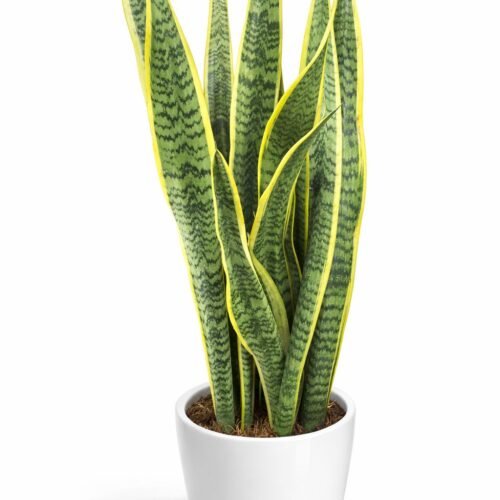 snake plant (sansevieria) – air purifying indoor plant 60–80 cm