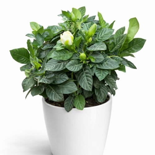 thailand gardenia plant (gardenia jasminoides)