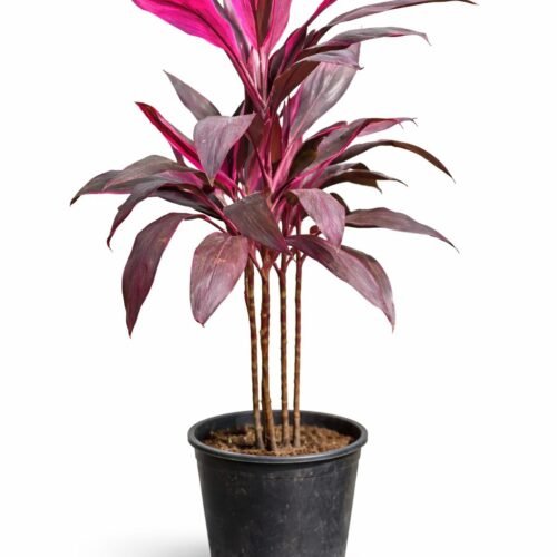 thailand red cordyline (ti plant) – 110–120 cm