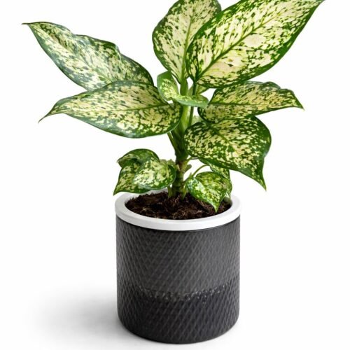 aglaonema chinese evergreen plant 30–40 cm