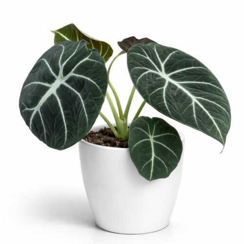 alocasia black velvet – premium indoor plant (20–25 cm) | holland import