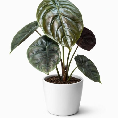 alocasia cuprea red secret – 40–50 cm | holland