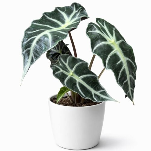 alocasia polly – 30–40 cm | holland