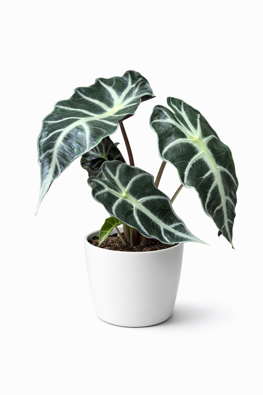alocasia polly – 30–40 cm | holland alocasia polly – 30–40 cm | holland