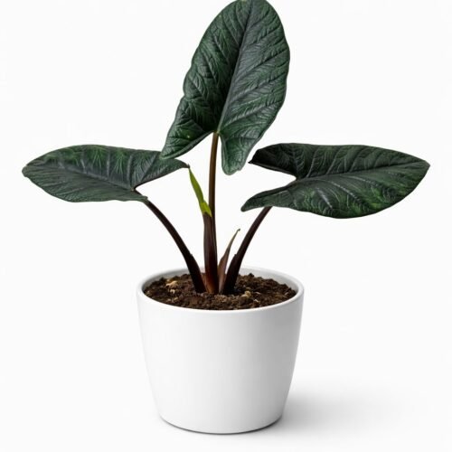 alocasia scalprum – 30–40 cm | holland |