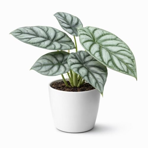 alocasia silver dragon (alocasia baginda “silver dragon”) – 20–30 cm | holland |