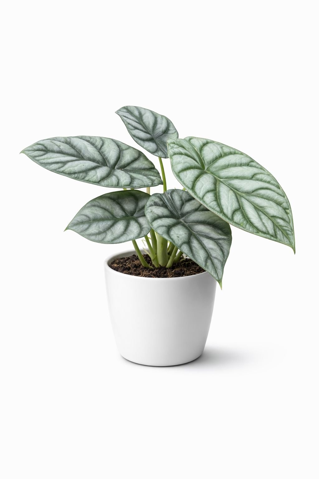alocasia silver dragon (alocasia baginda “silver dragon”) – 20–30 cm | holland | alocasia silver dragon (alocasia baginda “silver dragon”) – 20–30 cm | holland |