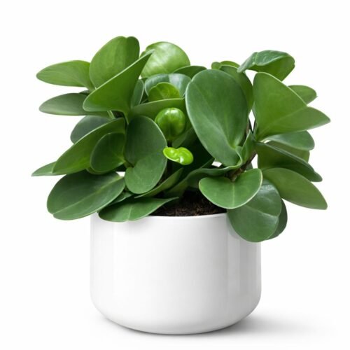 baby rubber plant – peperomia obtusifolia (15–25cm) premium holland indoor plant