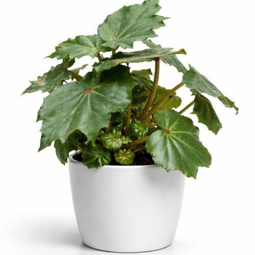 begonia rogue – premium indoor decorative plant | imported from holland