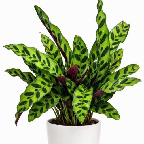 calathea lancifolia – rattlesnake plant (30–40 cm) | indoor tropical plant | holland