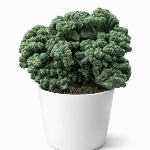 cereus thai hybrid – rare sculptural columnar cactus | exotic desert cactus | 145 mm pot