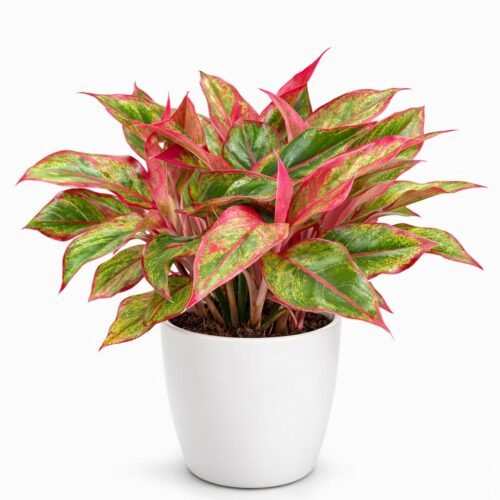 chinese evergreen plant – aglaonema ‘siam aurora’ / red valentine (20–30 cm)