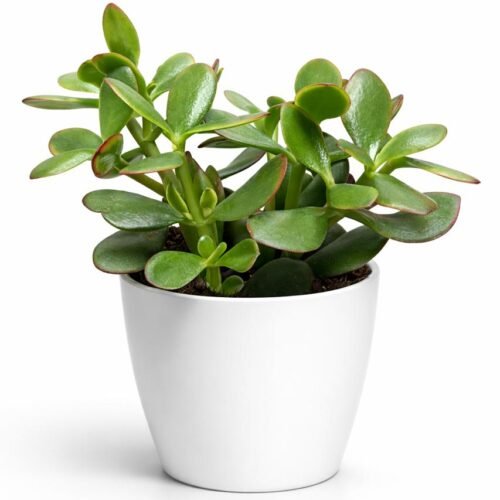 crassula ovata – dollar plant | jade tree | money tree (20–30 cm) | holland import