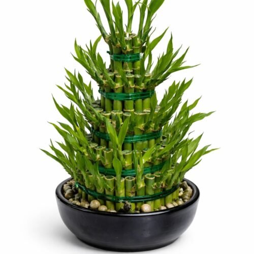 dracaena sanderiana – 5 layer lucky bamboo