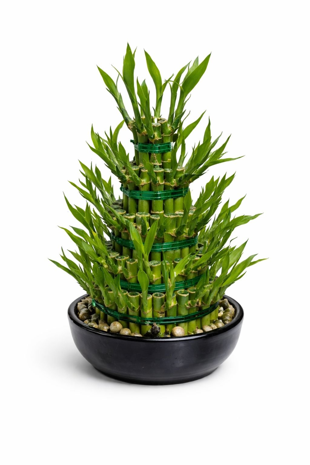 dracaena sanderiana – 5 layer lucky bamboo dracaena sanderiana – 5 layer lucky bamboo