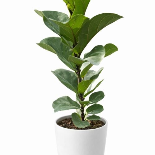 fiddle leaf fig plant (ficus lyrata) – elegant indoor statement plant | 40–60 cm