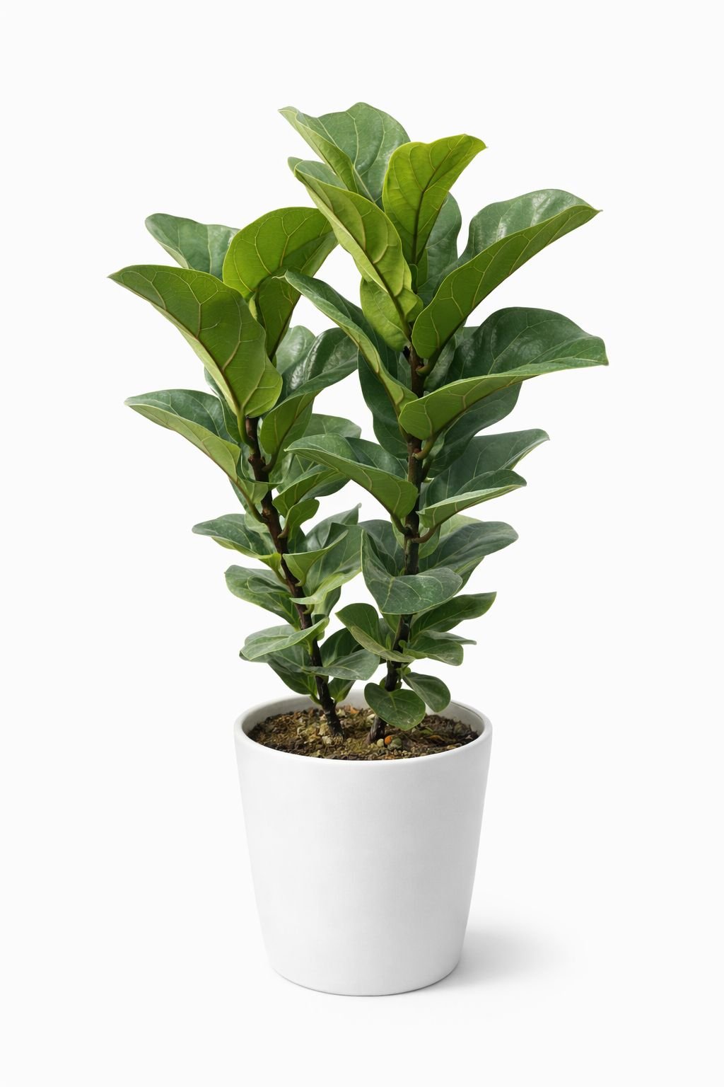 auto draft auto draft