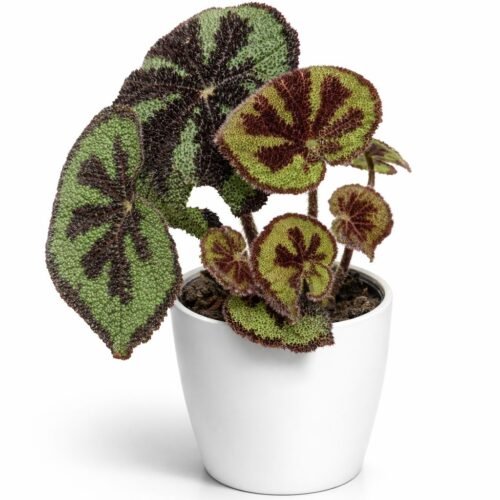 iron cross begonia – rare indoor plant (20–30 cm) | holland import