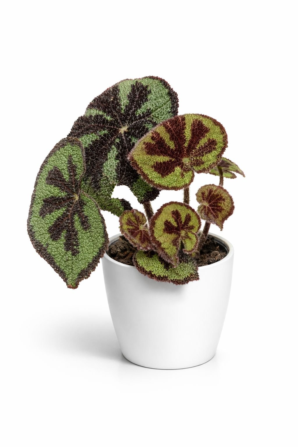 iron cross begonia – rare indoor plant (20–30 cm) | holland import iron cross begonia – rare indoor plant (20–30 cm) | holland import