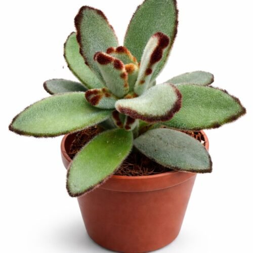 kalanchoe tomentosa – panda plant / chocolate soldier succulent