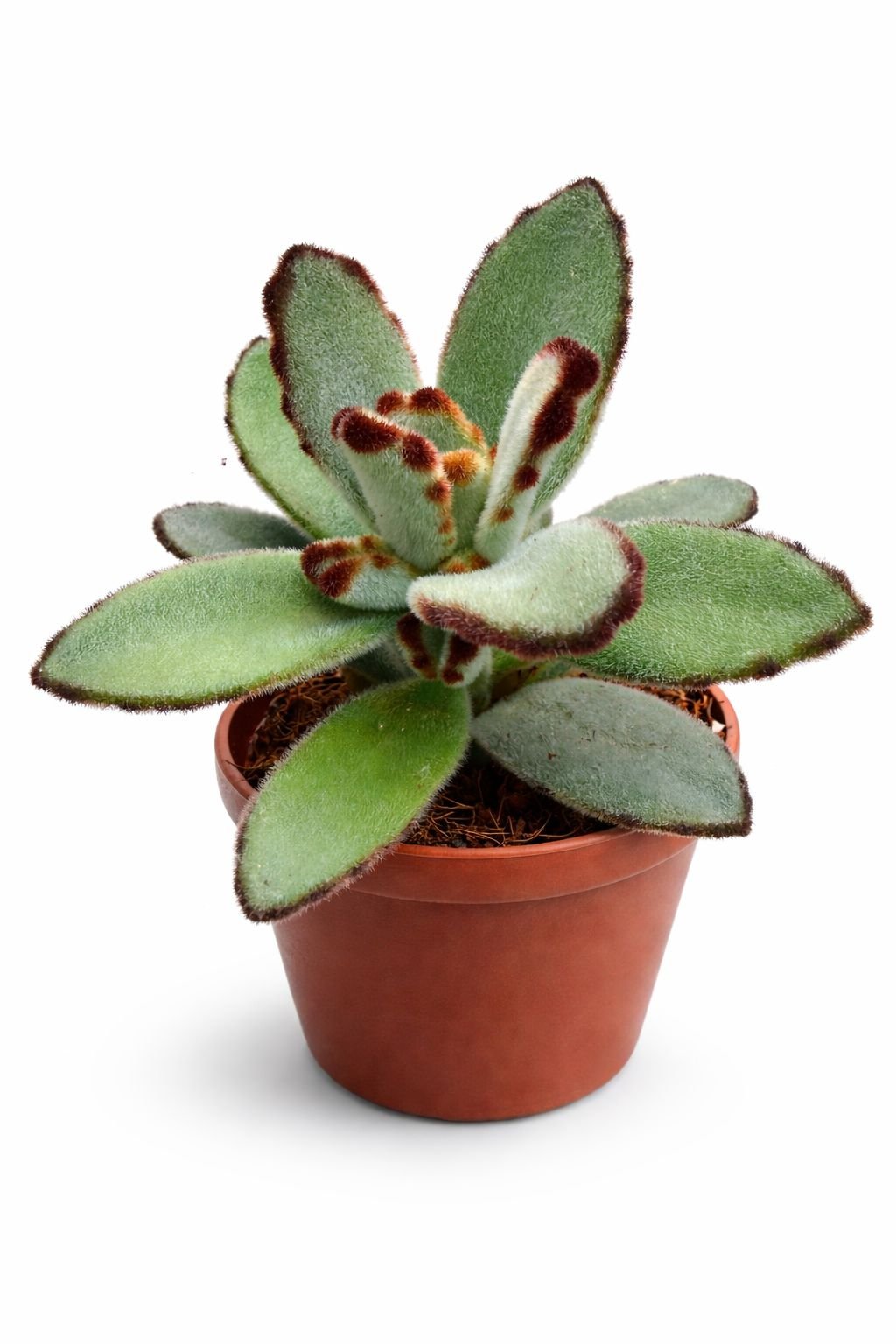 kalanchoe tomentosa – panda plant / chocolate soldier succulent kalanchoe tomentosa – panda plant / chocolate soldier succulent