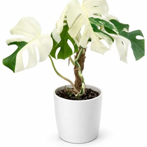monstera albo (monstera deliciosa ‘albo variegata’) – rare variegated indoor plant | 50–60 cm | imported from holland