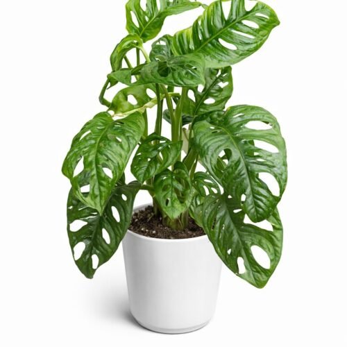 monstera adansonii | broken heart plant | swiss cheese plant