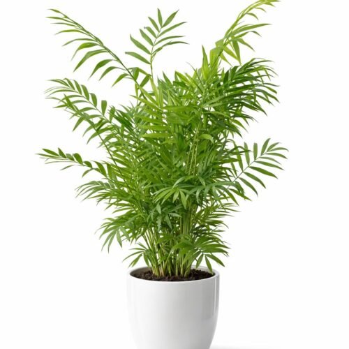 parlor palm (chamaedorea elegans) – elegant indoor palm plant | 40–60 cm | origin: holland