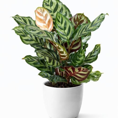 peacock plant (calathea makoyana) – exotic indoor prayer plant | 40–60 cm | origin: holland