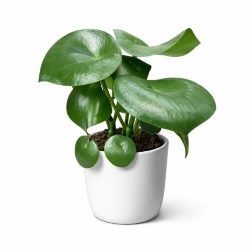 peperomia polybotrya “raindrop” – 25–35 cm | holland |