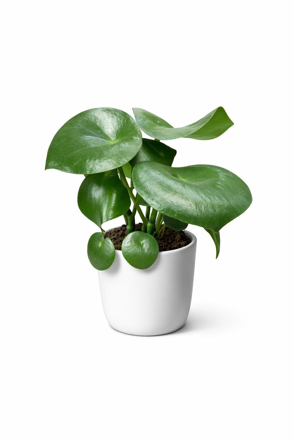 peperomia polybotrya “raindrop” – 25–35 cm | holland | peperomia polybotrya “raindrop” – 25–35 cm | holland |