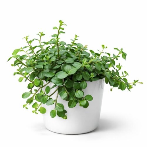 peperomia rotundifolia “hope” (trailing jade plant) – 30–40cm | origin: holland