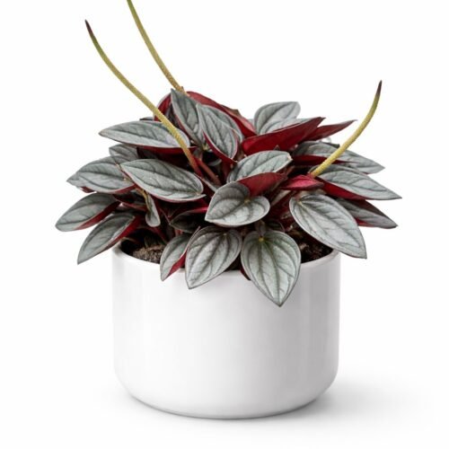 peperomia santorini indoor plant 15–25cm – premium holland imported decorative houseplant