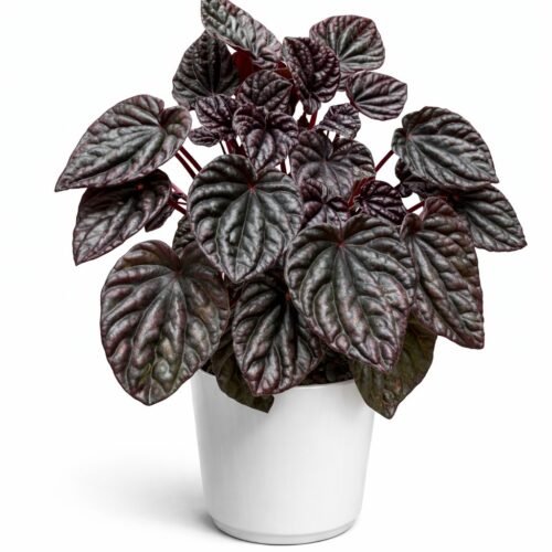peperomia caperata ‘red luna’ – emerald ripple peperomia