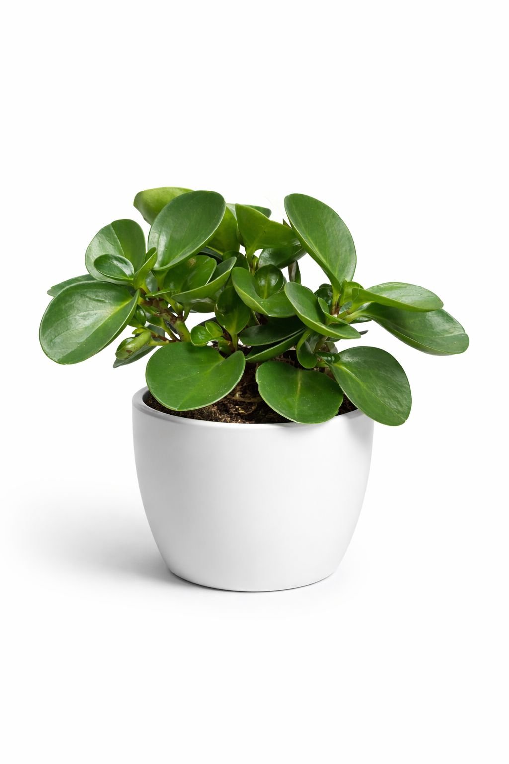 auto draft auto draft