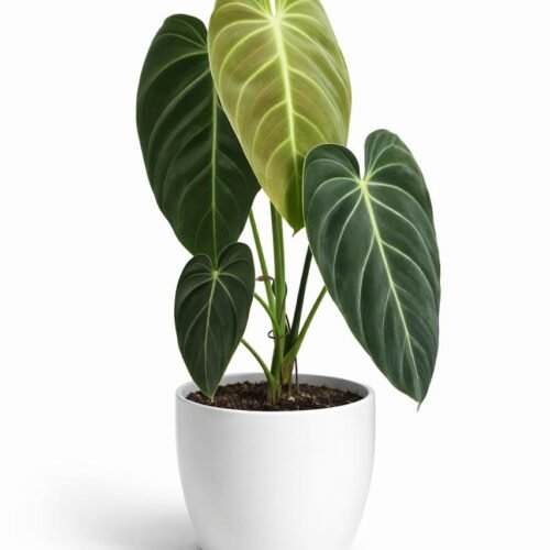 philodendron melanochrysum – rare velvet leaf indoor plant (70–80cm)